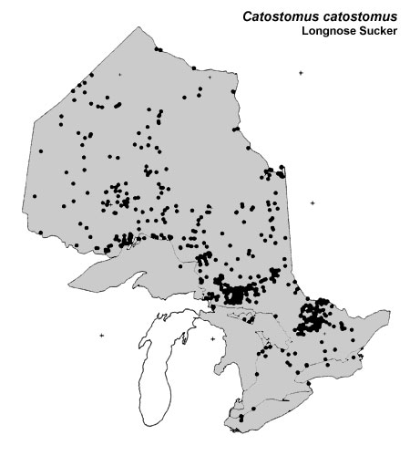 Longnose Sucker range