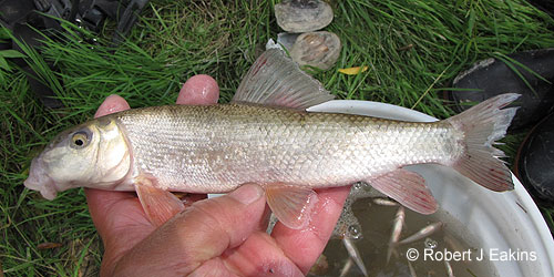 White Sucker photograph