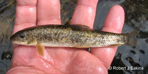 White Sucker photograph