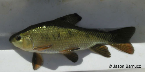 Lake Chubsucker photograph