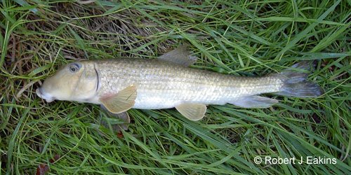 Northern Hog Sucker photograph