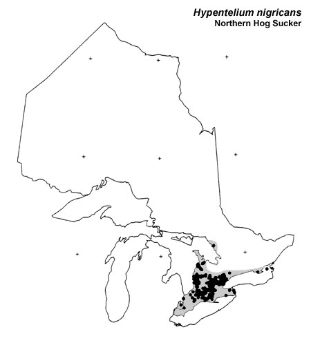 Northern Hog Sucker range