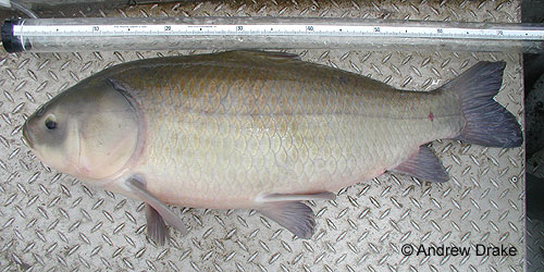 Bigmouth Buffalo photograph