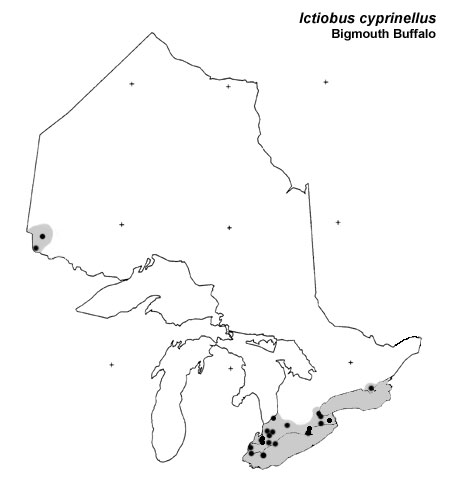 Bigmouth Buffalo range