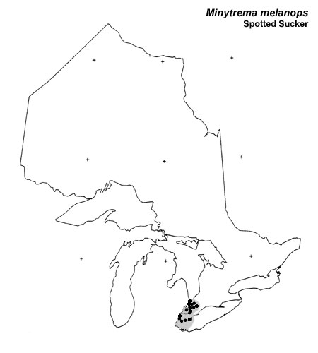 Spotted Sucker range