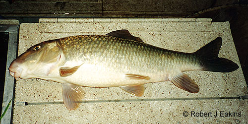 Silver Redhorse photograph