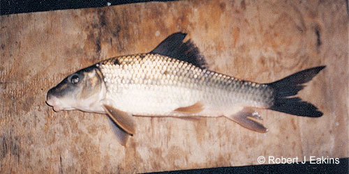 Silver Redhorse photograph