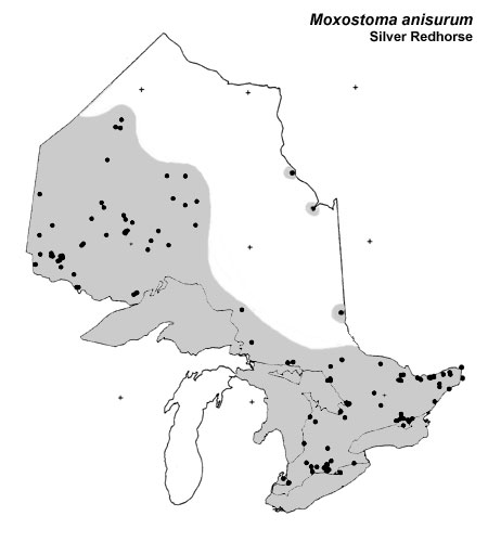 Silver Redhorse range