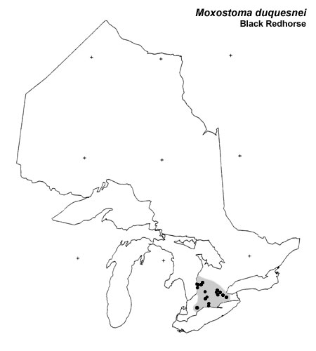 Black Redhorse range