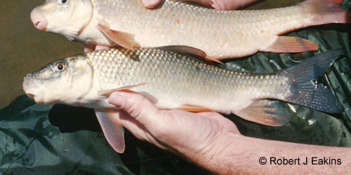 Golden Redhorse photograph