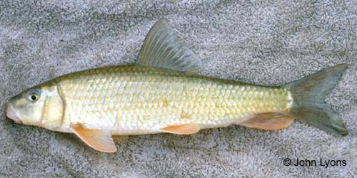 Golden Redhorse photograph