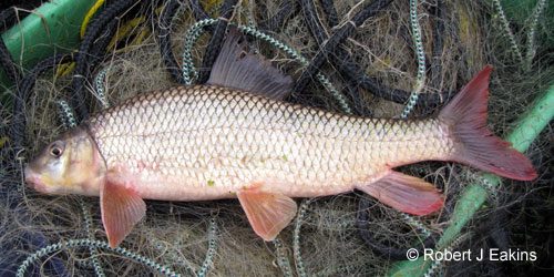 Shorthead Redhorse photograph