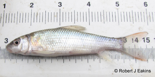 Shorthead Redhorse photograph