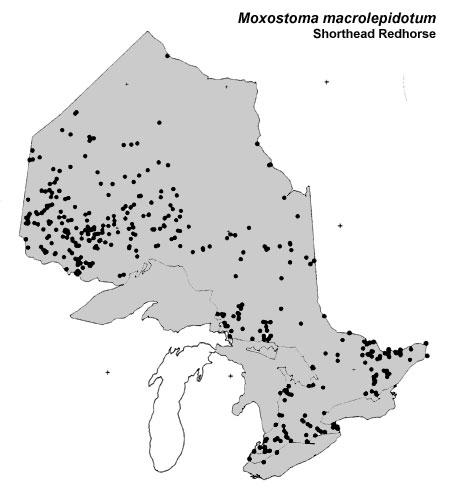 Shorthead Redhorse range