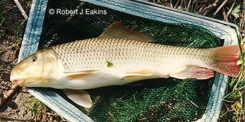 Greater Redhorse photograph