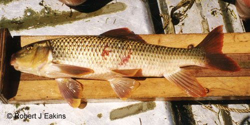 Greater Redhorse photograph