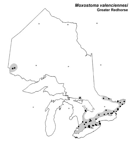 Greater Redhorse range