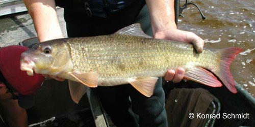 River Redhorse photograph