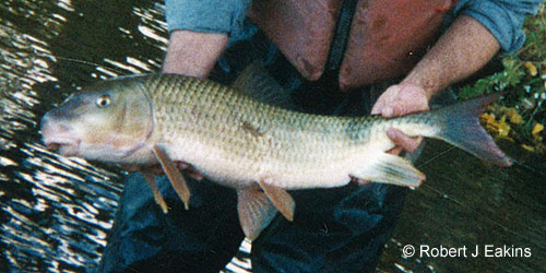 River Redhorse photograph