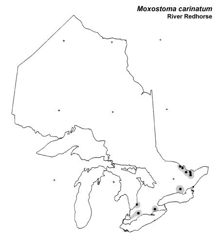 River Redhorse range