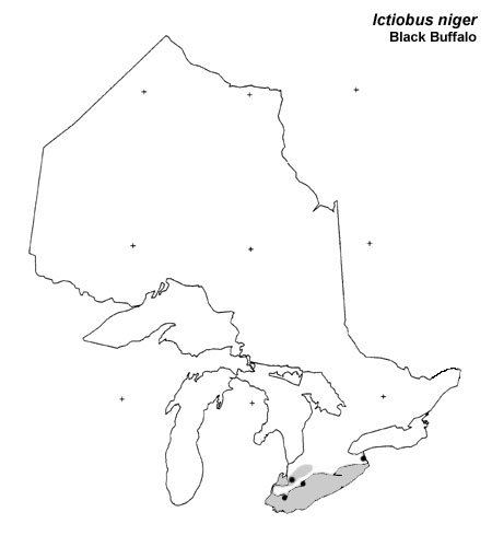 Black Buffalo range