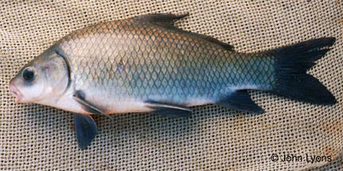 Smallmouth Buffalo photograph