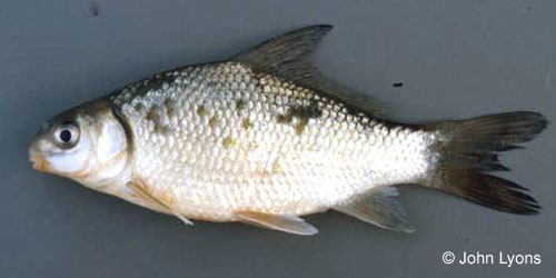 Smallmouth Buffalo photograph