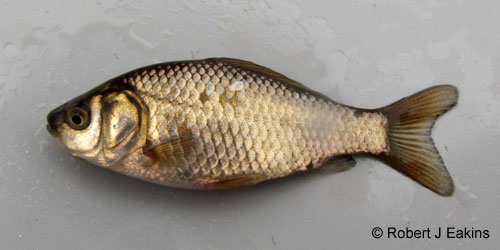 Goldfish photograph