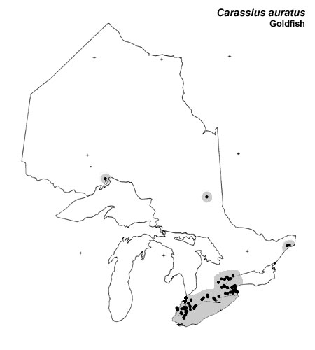 Goldfish range