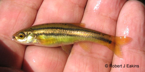 Northern Redbelly Dace photograph