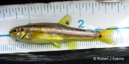 Northern Redbelly Dace photograph