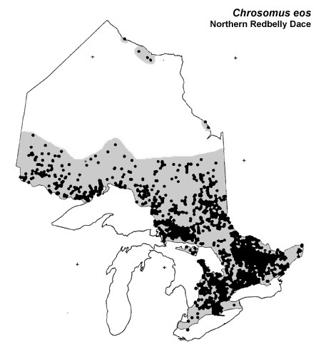 Northern Redbelly Dace range