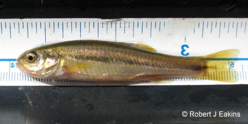 Finescale Dace photograph