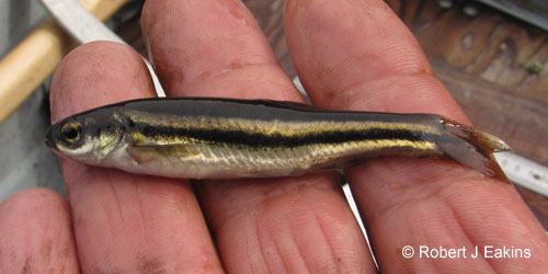 Finescale Dace photograph