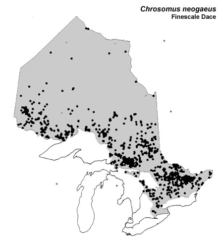 Finescale Dace range