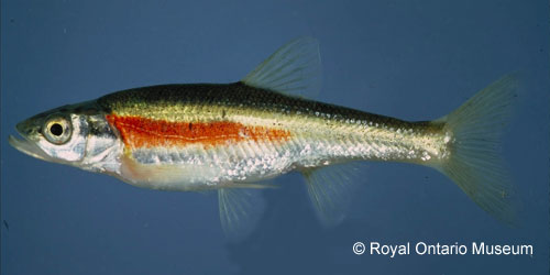 Redside Dace photograph