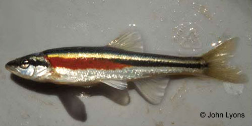 Redside Dace photograph