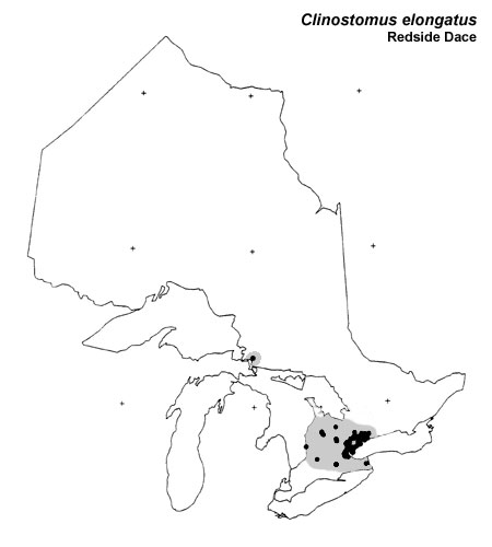 Redside Dace range