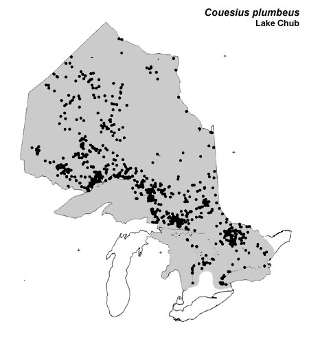 Lake Chub range