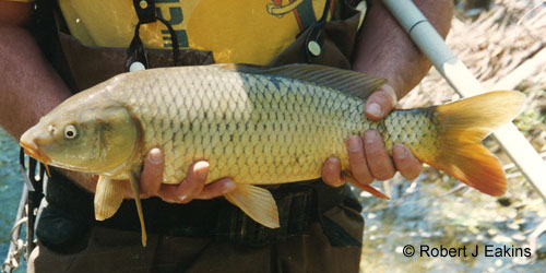 Common Carp photograph