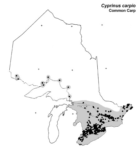 Common Carp range