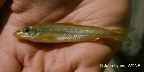 Gravel Chub photograph