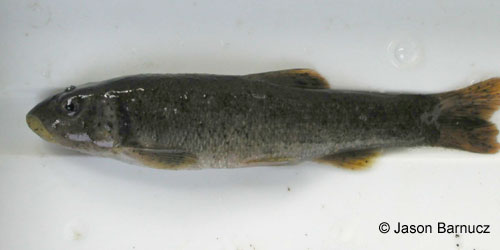 Cutlip Minnow photograph