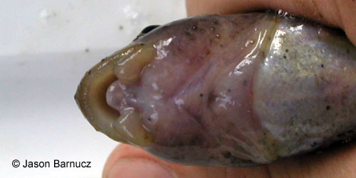 Cutlip Minnow photograph