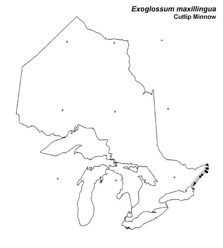 Cutlip Minnow range