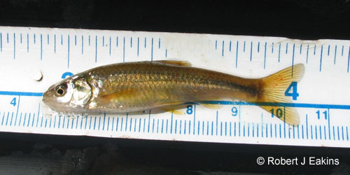 Brassy Minnow photograph