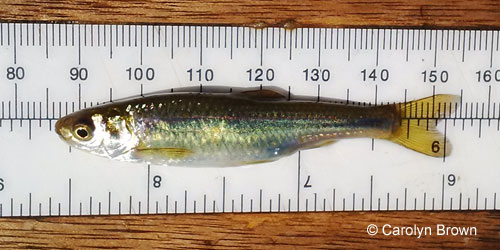 Brassy Minnow photograph