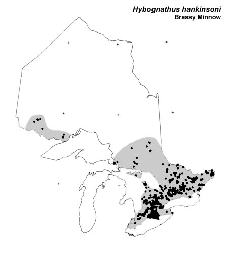 Brassy Minnow range