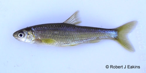Eastern Silvery Minnow photograph