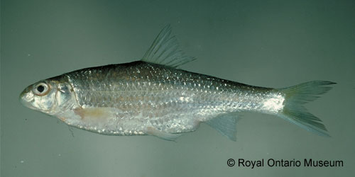 Silver Chub photograph